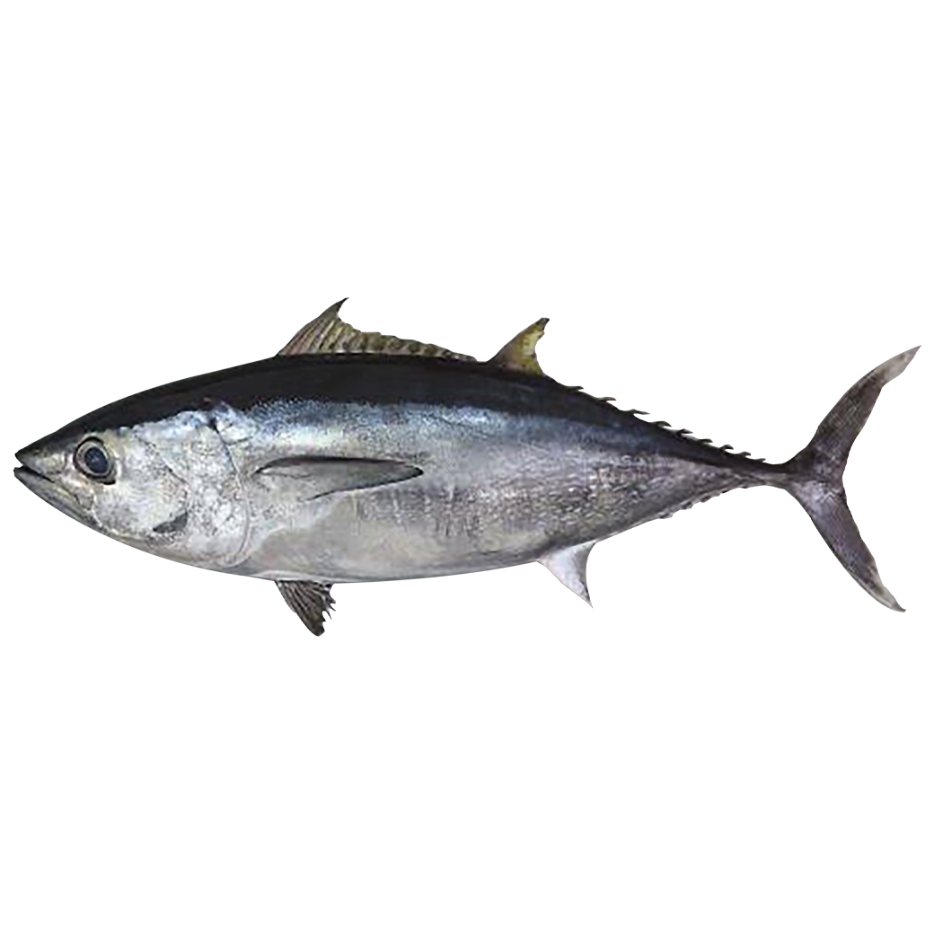 ปลาทูน่าสดทั้งตัว 30-50 กก. - FRESH YELLOW FIN TUNA WHOLE (GG)