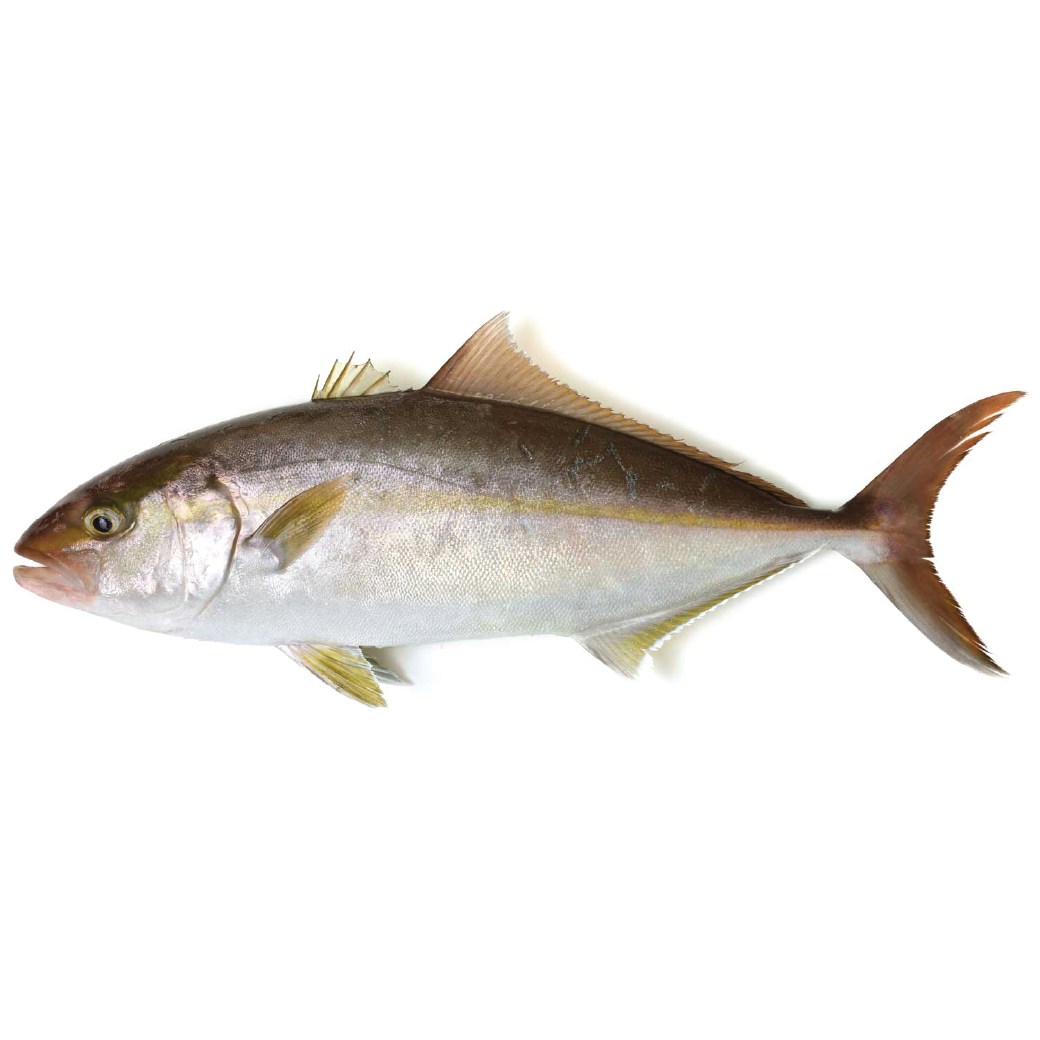 ปลาคัมปาจิสด - FRESH KAMPACHI/AMBERJACK WHOLE ROUND