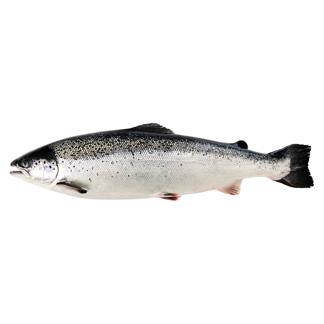 ปลาแซลมอนนอร์เวย์สด 6-7 กก. - FRESH ATLANTIC SALMON 6-7 kg.