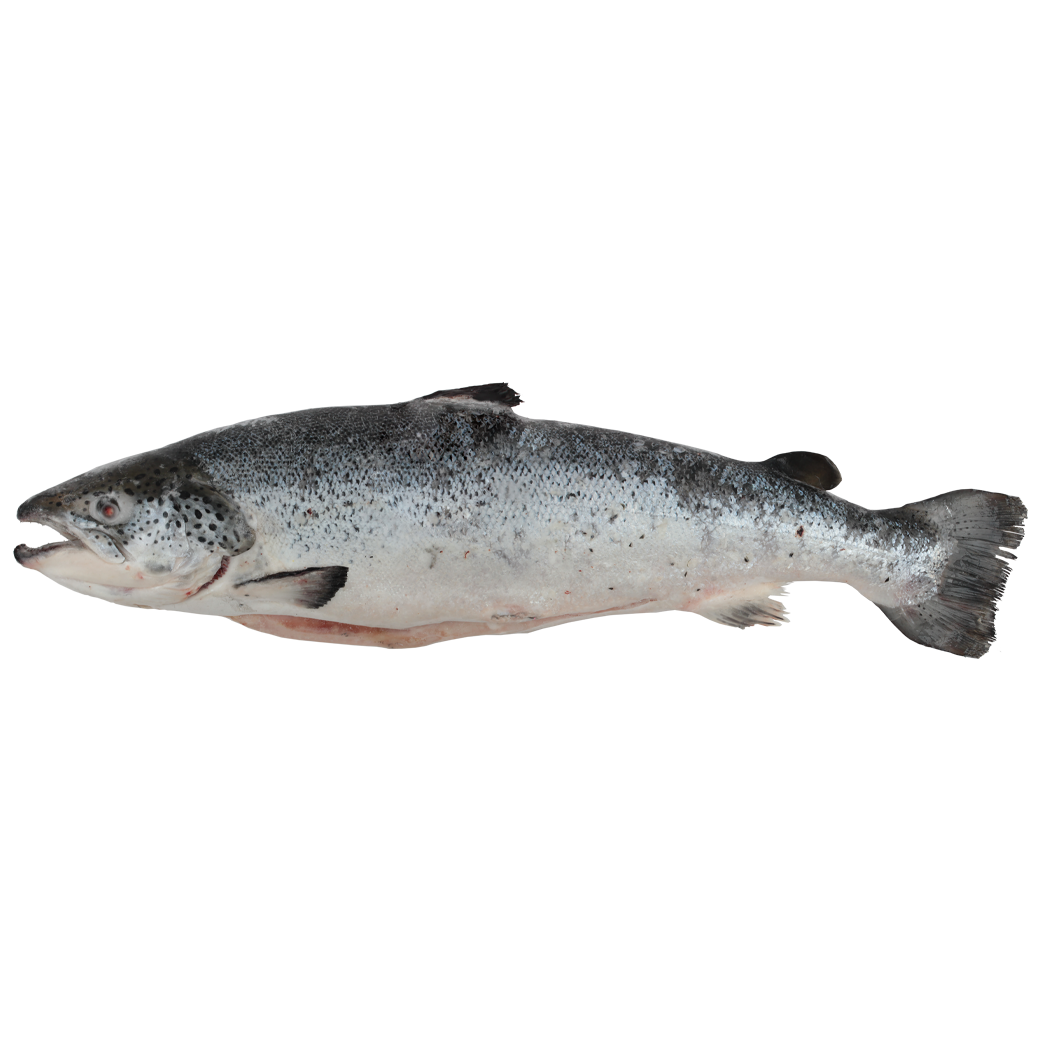 ปลาแซลมอนนอร์เวย์แช่แข็ง 4/5  - NORWAGIAN ATLANTIC SALMON