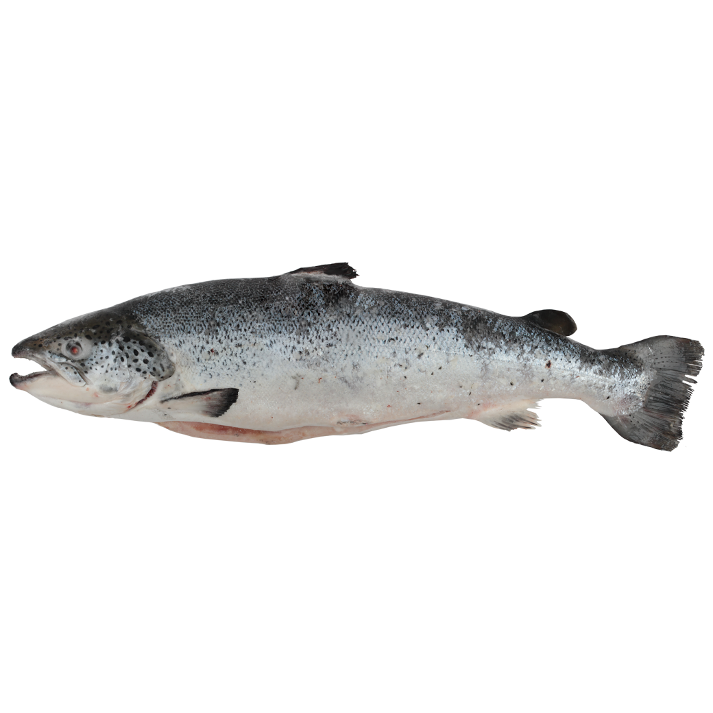  4 5 NORWAGIAN ATLANTIC SALMON SIMIRAN 